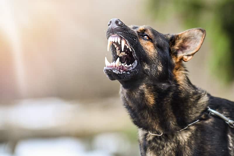 Aggressive Dog With Their Teeth Showing